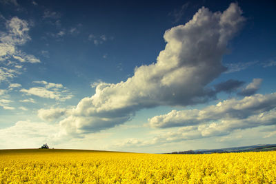 Scenic view of oilseed rape field against sky