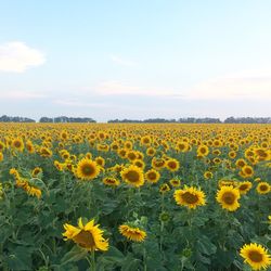 Scenic view of sunflower field against sky