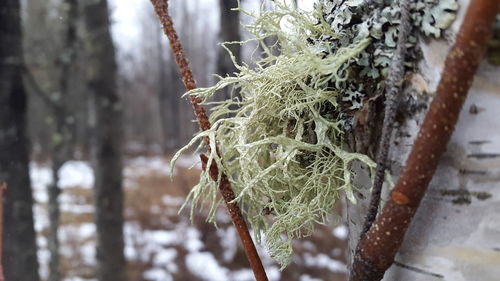 Close-up of spider web on plant