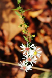 Close-up of white flowers