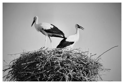 Birds perching on nest