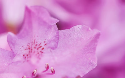 Close-up of raindrops on flower