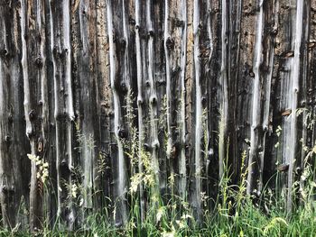 Full frame shot of tree trunk