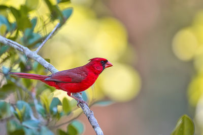 Close-up of bird perching on branch