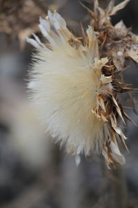 Close-up of wilted plant