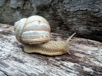 Close-up of snail on wood