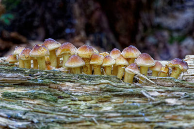Close-up of mushroom growing on tree trunk