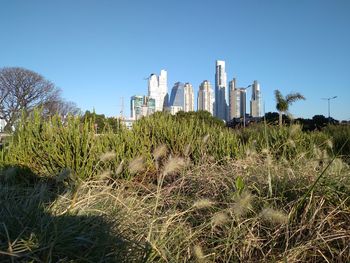 Plants growing on field against clear sky