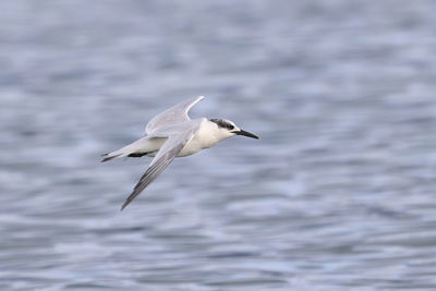 Seagull flying over lake