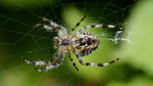 Close-up of spider on web