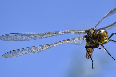 Close-up of dragonfly against blue sky