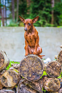 Outdoor portrait of a red miniature pinscher dog