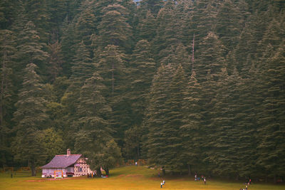 Trees in forest