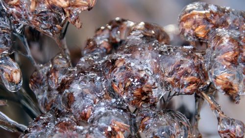 Close-up of ice on plants