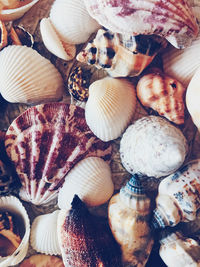 Full frame shot of seashells