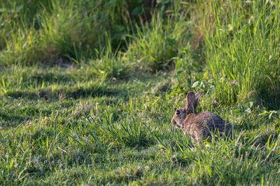 Side view of an animal on grass