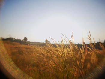 Scenic view of field against clear sky