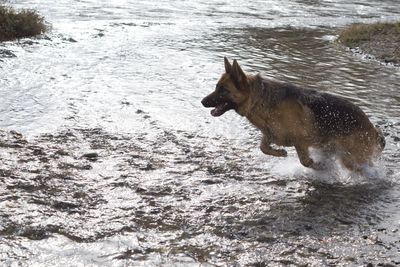 Dog on beach