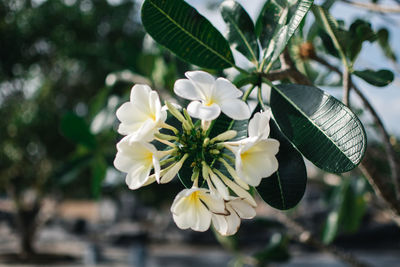 Close-up of white flowering plant