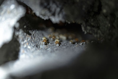 Close-up of bee on rock