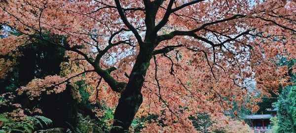 Low angle view of cherry blossom tree during autumn