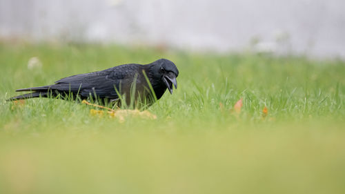 Side view of a bird on grass