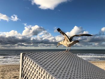 Seagull on a beach