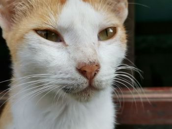 Close-up portrait of cat