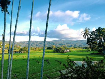 Paddy field.... beautiful place in malaysia