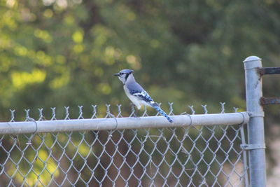 Close-up of bird perching on chainlink fence