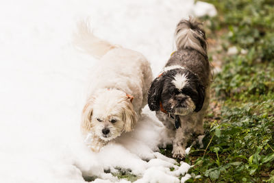 High angle view of dogs on snowy land