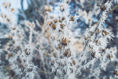 Close-up of frozen plants on field
