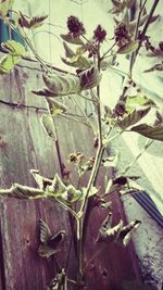 Close-up of plant growing outdoors