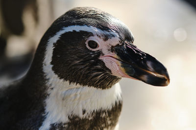 Close-up of a bird