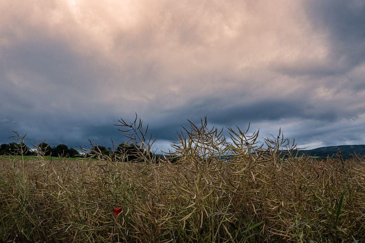 FIELD AGAINST SKY