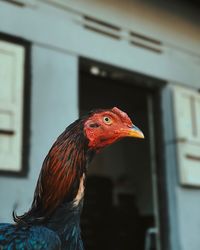 Close-up of a bird against blurred background