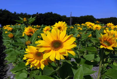 Yellow flowers blooming on field