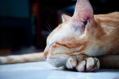 Close-up of a sleeping cat