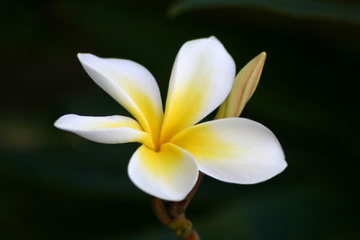 Close-up of white frangipani flower