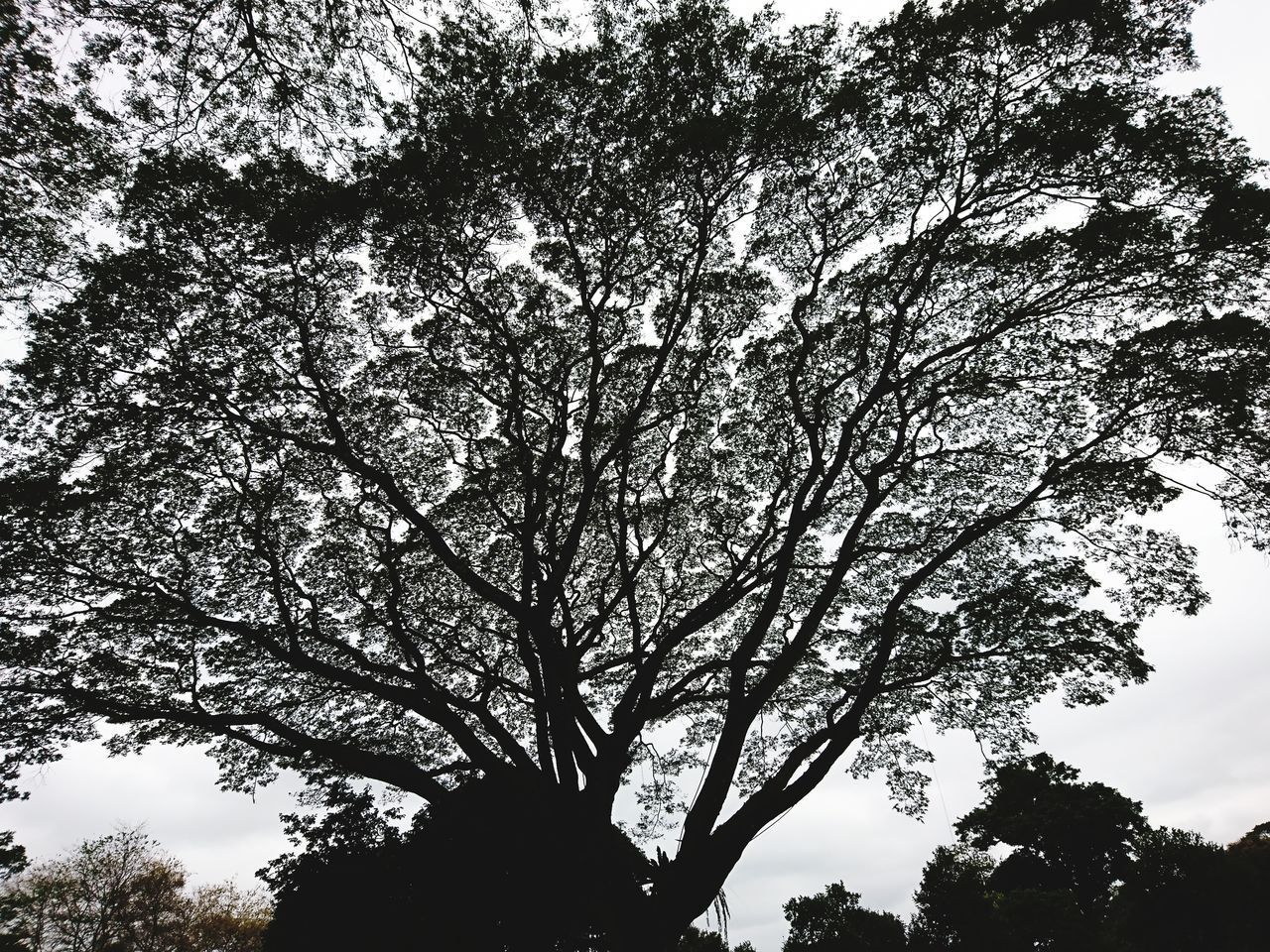 LOW ANGLE VIEW OF SILHOUETTE TREE