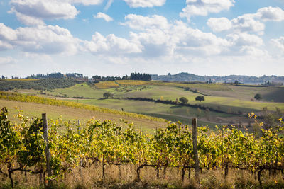 Scenic view of vineyard against sky