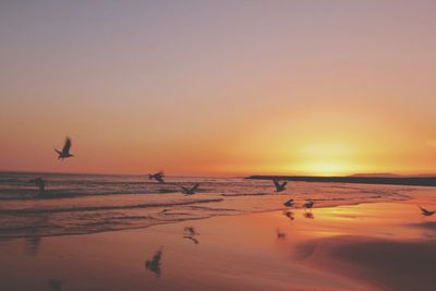 Silhouette birds flying over sea against sky during sunset