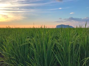 Scenic view of field against sky during sunset