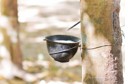 Close-up of trophy