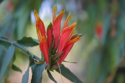 Close-up of red flower