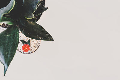 High angle view of potted plant against white background