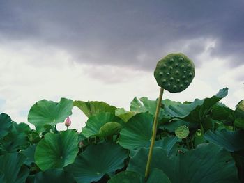 Close-up of lotus water lily blooming against sky