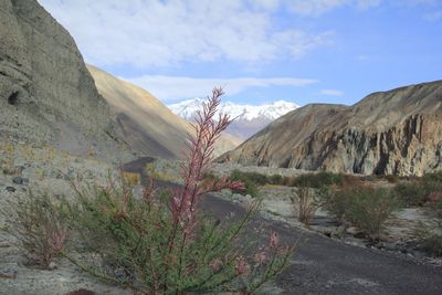 Plants growing on mountain against sky
