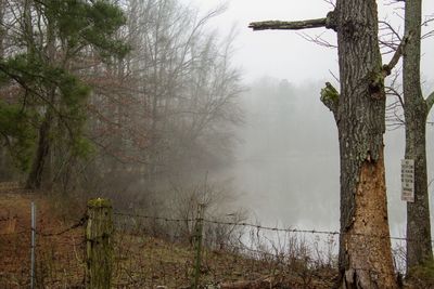 Trees in forest during foggy weather