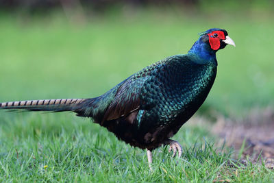 Close up of a melanistic pheasant 